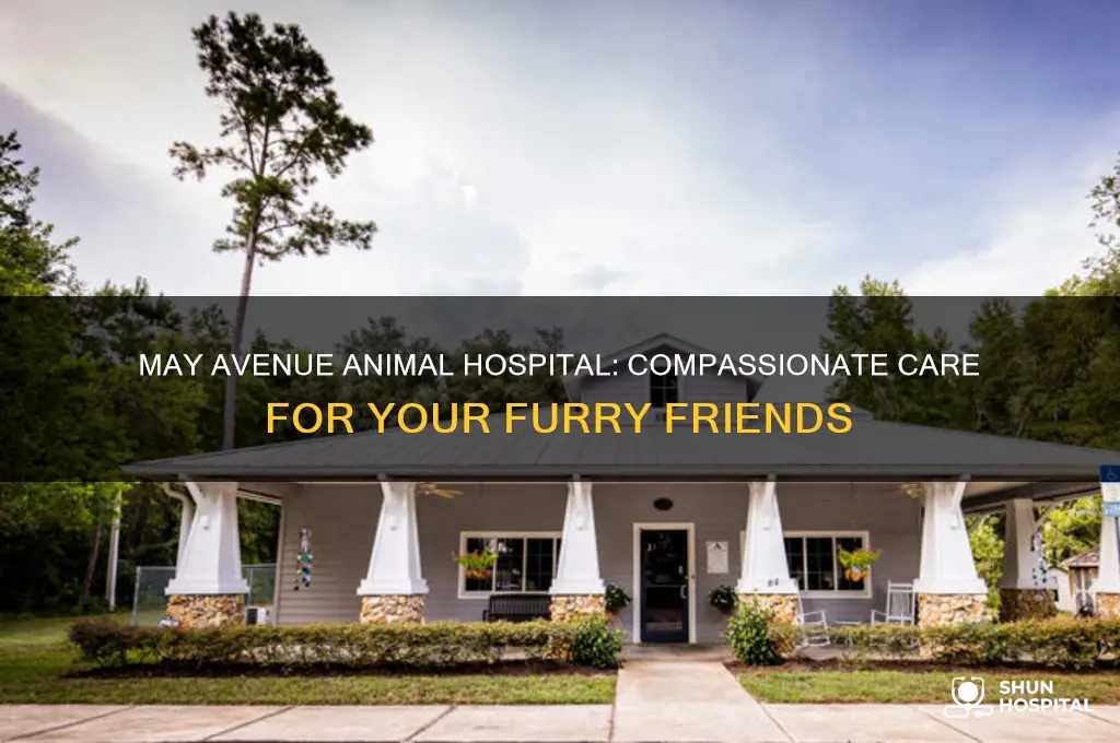 may avenue animal hospital