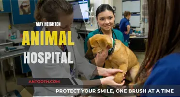 Enhancing Animal Hospital Care: Strategies to Elevate Pet Healthcare Standards