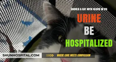 Blood in Cat Urine: When to Hospitalize Your Feline Friend