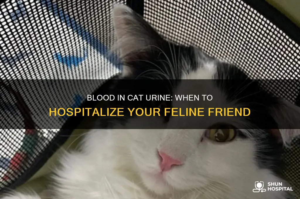 should a cat with blood in its urine be hospitalized