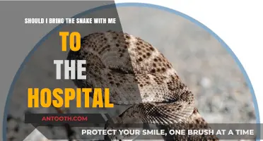 Should You Bring Your Pet Snake to the Hospital? Pros and Cons