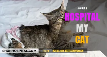 Should I Hospitalize My Cat? Signs and When to Act