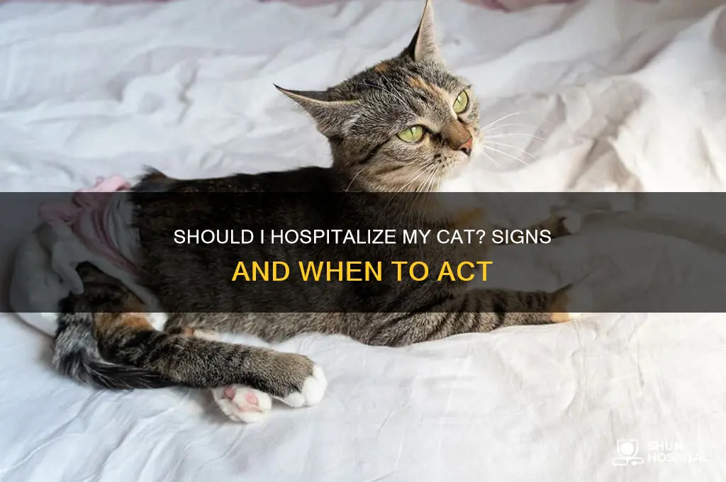 should i hospital my cat