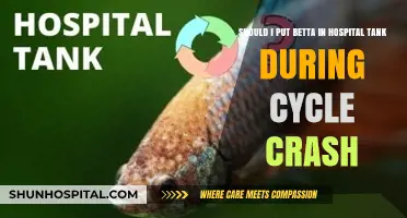 Betta Hospital Tank: Essential Care During Aquarium Cycle Crash?