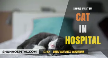 Hospital Visits: Should You Visit Your Cat?