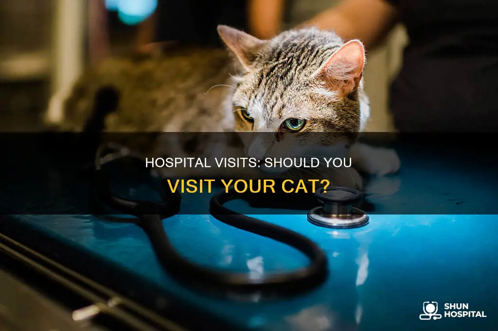 should i visit my cat in hospital