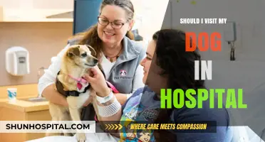 Visiting Your Dog in the Hospital: Is It Allowed?