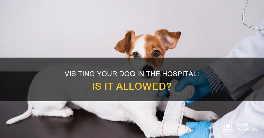 should i visit my dog in hospital