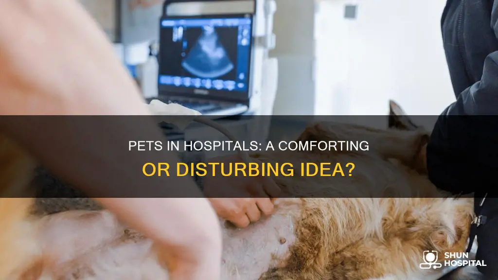 should pets be allowed in hospitals essay