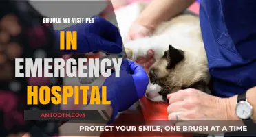 Pet Emergency Room Visits: When to Go?