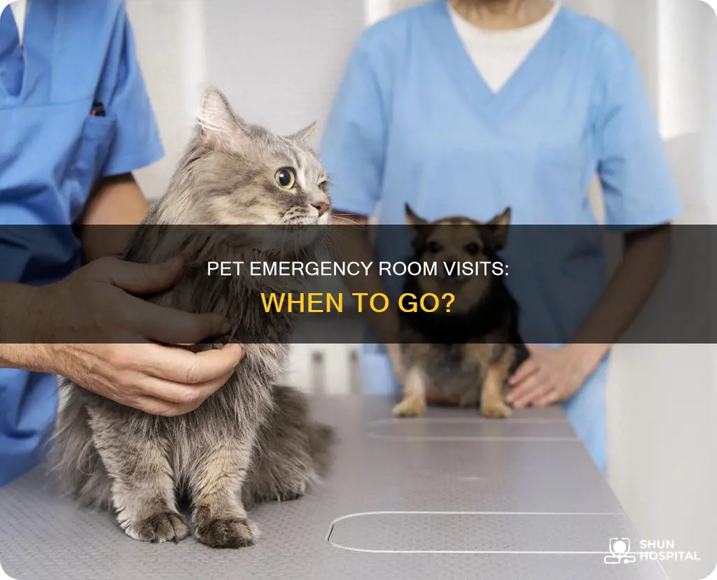 should we visit pet in emergency hospital