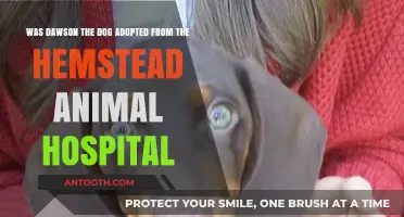 Dawson's Adoption Story: Hempstead Animal Hospital Connection Revealed