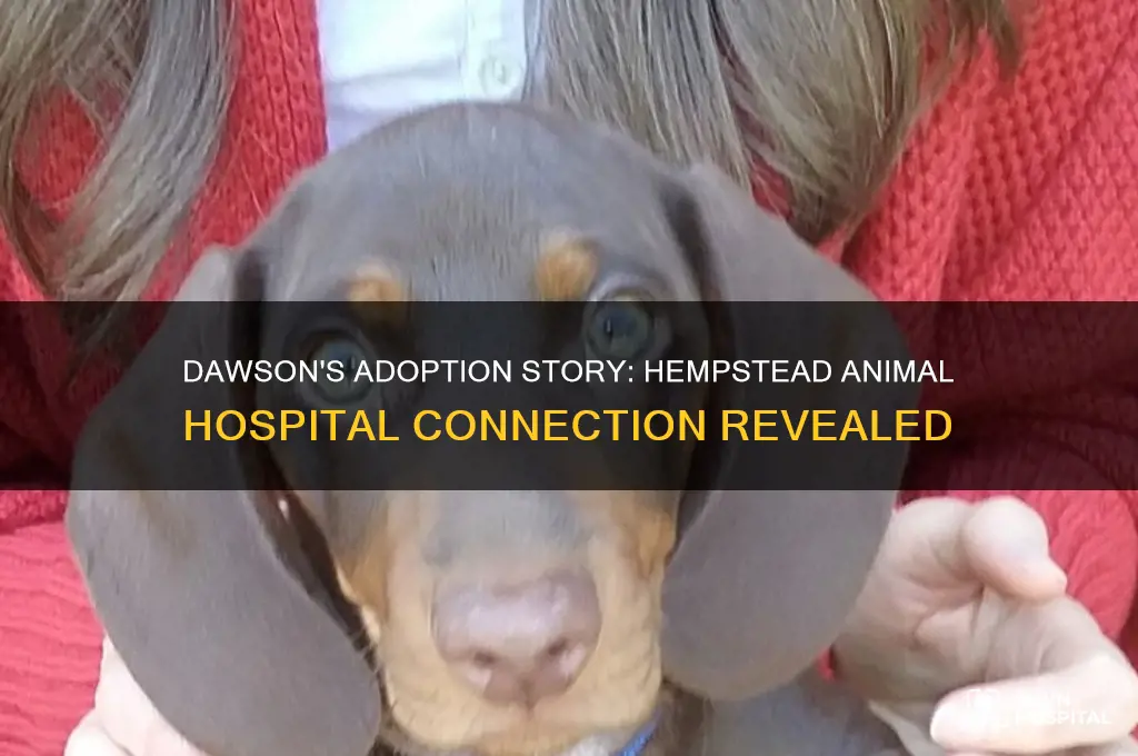 was dawson the dog adopted from the hemstead animal hospital