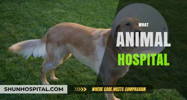 Choosing the Right Animal Hospital: Essential Tips for Pet Owners