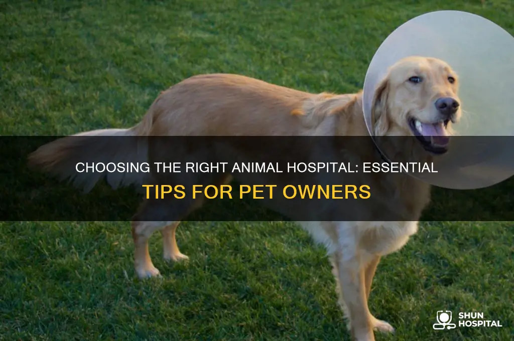 what animal hospital