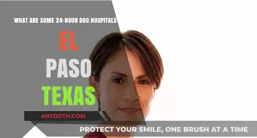 Emergency Pet Care: 24-Hour Dog Hospitals in El Paso, Texas