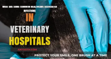 Preventing Common Infections in Veterinary Hospitals: A Comprehensive Guide