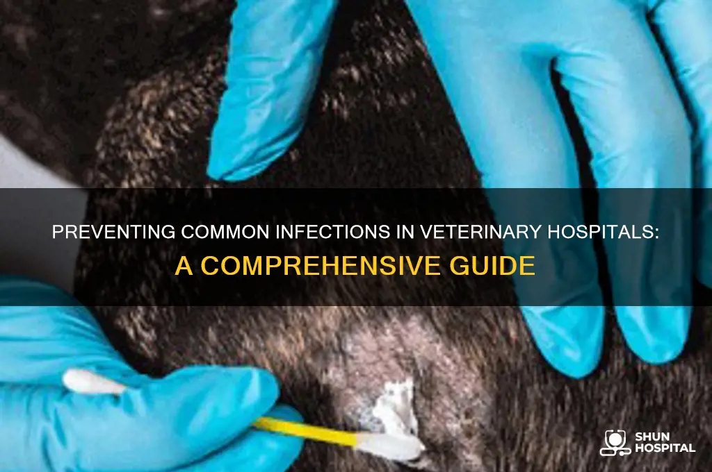 what are some common healthcare associated infections in veterinary hospitals