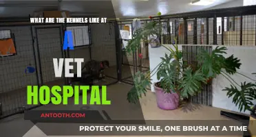 Exploring Vet Hospital Kennels: Comfort, Care, and Safety for Pets