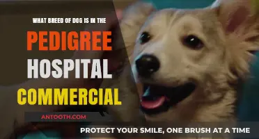 Discover the Dog Breed Starring in Pedigree's Heartwarming Hospital Commercial