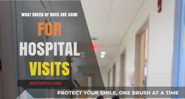 Best Dog Breeds for Compassionate Hospital Visits and Patient Comfort