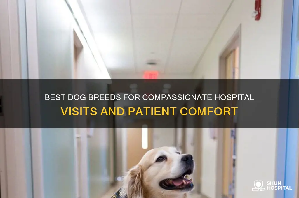 what breed of dogs are good for hospital visits