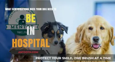 Essential Hospital Certifications for Your Dog: What You Need to Know