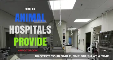 Essential Services Offered by Animal Hospitals for Pet Health Care