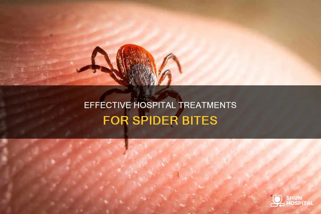 what do hospitals do for spider bites