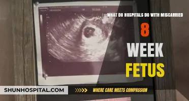 Handling Miscarried Fetuses at 8 Weeks: Hospital Procedures Explained