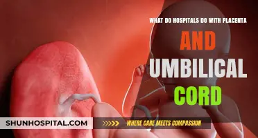 Placenta and Umbilical Cord Disposal: Hospital Practices Explained