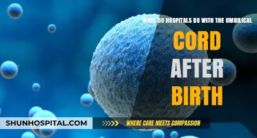 What Happens to the Umbilical Cord After Birth? Hospital Practices Explained