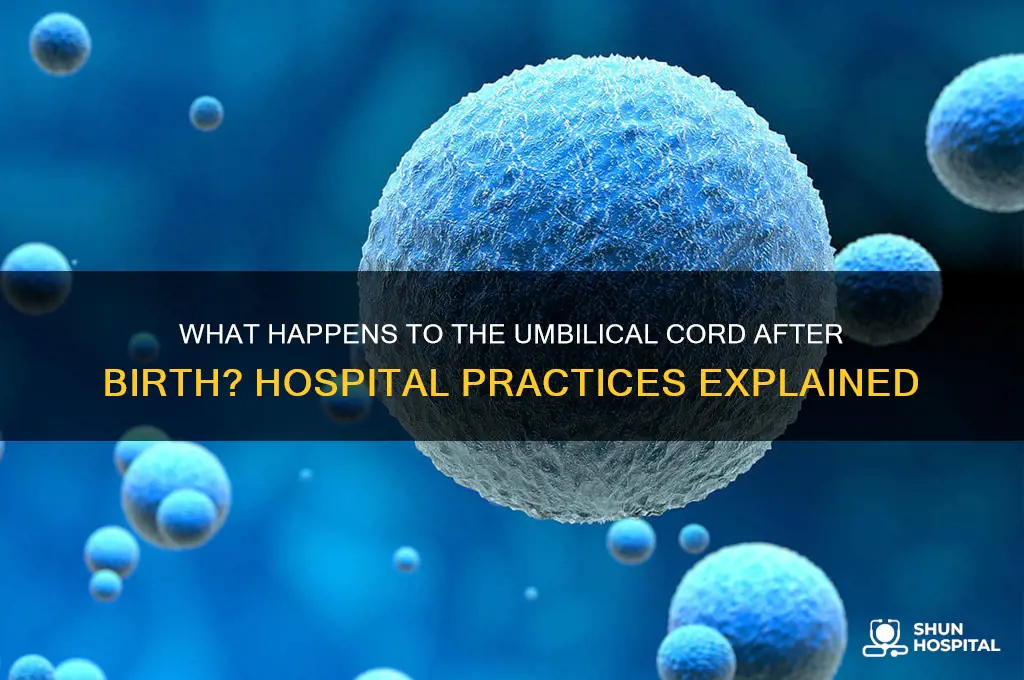 what do hospitals do with the umbilical cord after birth