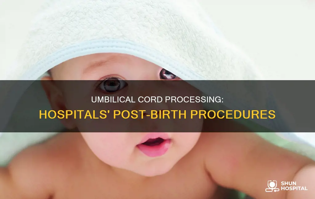 what do hospitals do with umbilical cord