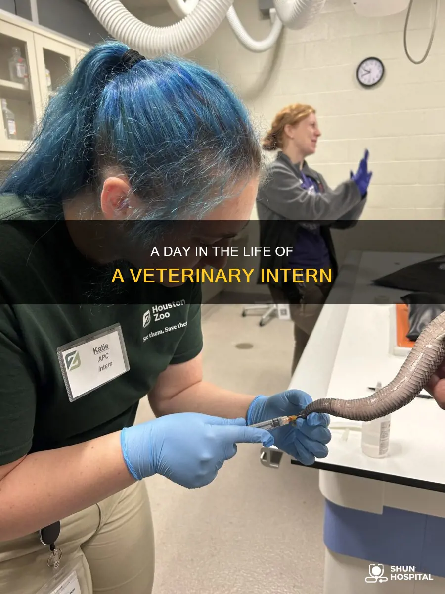 what do interns do in vet hospital