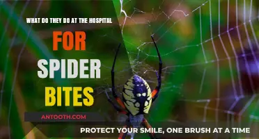 Spider Bite Treatment: What Hospitals Do to Help You Heal
