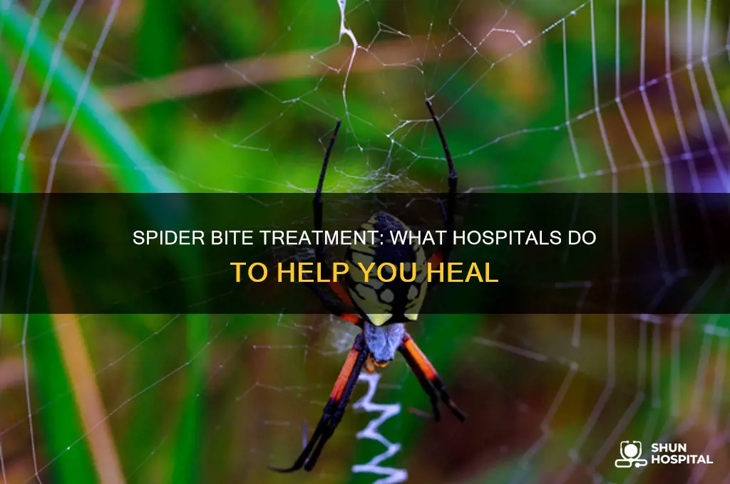 what do they do at the hospital for spider bites