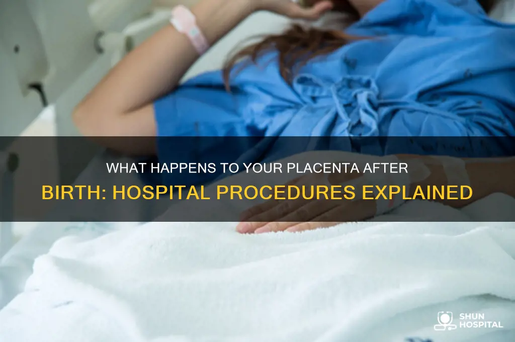 what do they do with your placenta at the hospital