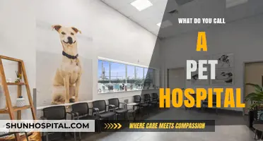 Pet Health Care: The Vet Clinic for Your Furry Friends