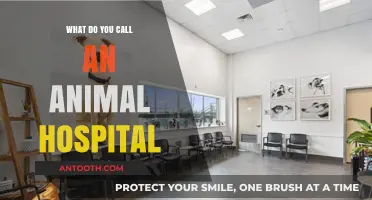 Veterinary Clinics: Healing Our Furry Friends