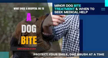 Dog Bite Treatment: Hospital Procedures and Care for Canine Injuries