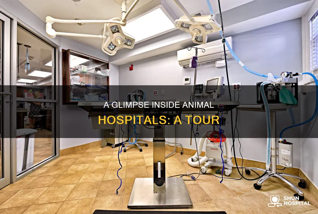 what does an animal hospital look like
