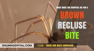 Brown Recluse Bite Treatment: Hospital Procedures and Emergency Care Explained
