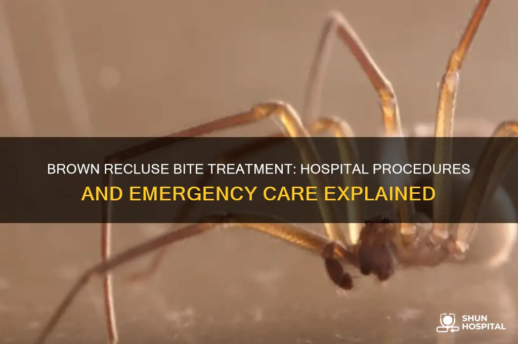 what does the hospital do for a brown recluse bite