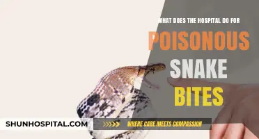 Hospital Treatment for Poisonous Snake Bites: Emergency Care and Antivenom