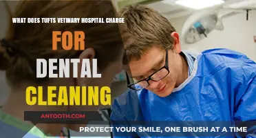 Tufts Veterinary Hospital Dental Cleaning Costs: What to Expect