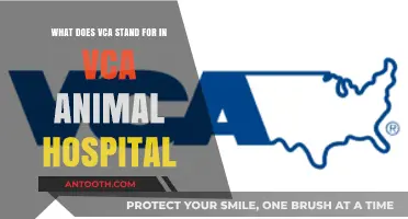 Understanding VCA: What Does VCA Stand for in Animal Hospitals?