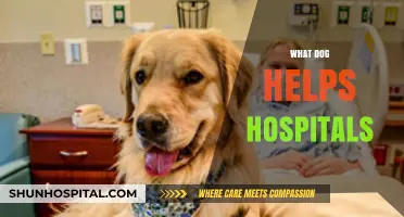 Healing Paws: How Therapy Dogs Support Hospital Patients and Staff