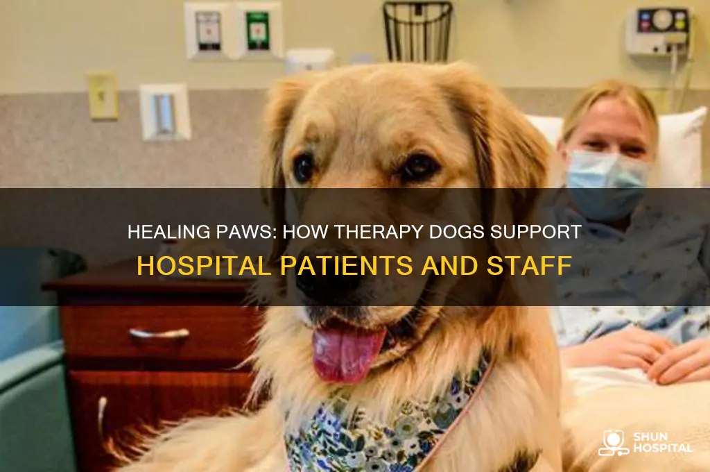 what dog helps hospitals