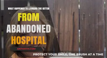 Leonard the Kitten's Fate: Unraveling the Abandoned Hospital Mystery